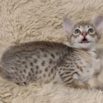 Savannah-F-4SBT-female-kitten-1