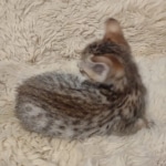 Savannah-F-4SBT-female-kitten-2