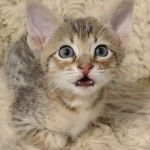 Savannah-F-4SBT-female-kitten-3