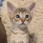 Savannah-F-4SBT-female-kitten-4