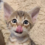 Savannah-F-4SBT-female-kitten-5