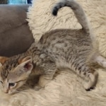 Savannah-F-4SBT-female-kitten-6