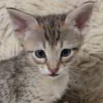 Savannah-F-4SBT-female-kitten-9