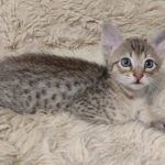 Savannah-F-4SBT-female-kitten