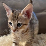 Savannah-Kitten-F-4SBT-a