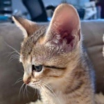 Savannah-Kitten-F-4SBT-b