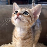 Savannah-Kitten-F-4SBT-c