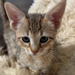 Savannah-Kitten-F-4SBT