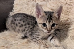 Savannah F-4SBT Female Kitten #2 DOB 11-24-25