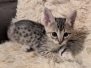 Savannah F-4SBT Female Kitten #2 DOB 11-24-25