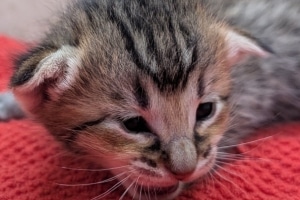 Savannah F-4SBT Female Kitten #2 DOB 11-24-25