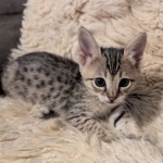 F-4SBT-Female-savannah-kitten-Copy