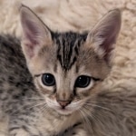 F-4SBT-Female-savannah-kitten-a-Copy