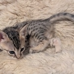 F-4SBT-Female-savannah-kitten-b