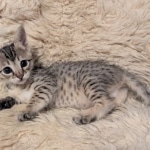 F-4SBT-Female-savannah-kitten-c-Copy