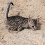 F-4SBT-Female-savannah-kitten-d