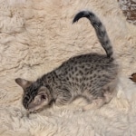 F-4SBT-Female-savannah-kitten-e