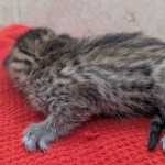 Savannah-Female-Kitten-F-4SBT-