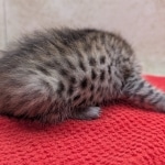 Savannah-Female-Kitten-F-4SBT-a