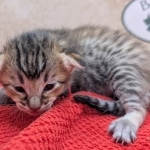 Savannah-Female-Kitten-F-4SBT-b