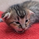 Savannah-Female-Kitten-F-4SBT-c