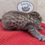 Savannah-Female-Kitten-F-4SBT-d