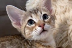 Savannah F-4SBT Female Kitten #2 DOB 5-10-25