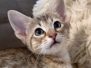 Savannah F-4SBT Female Kitten #2 DOB 5-10-25