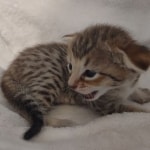 F-4SBT-Savannah-Kitten-a