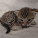 F-4SBT-Savannah-Kitten-b