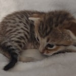 F-4SBT-Savannah-Kitten-c