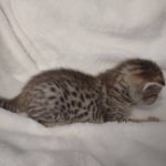 F-4SBT-Savannah-Kitten