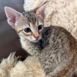 F-4SBT-female-Kitten-a