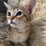 F-4SBT-female-Kitten-b