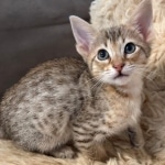 F-4SBT-female-Kitten-c