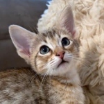 F-4SBT-female-Kitten-d