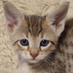 F-4SBT-female-kitten-1