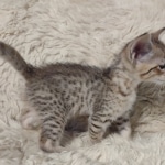 F-4SBT-female-kitten-4