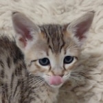 F-4SBT-female-kitten-5