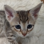 F-4SBT-female-kitten-6