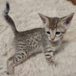 F-4SBT-female-kitten-7