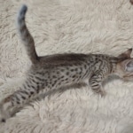 F-4SBT-female-kitten-9