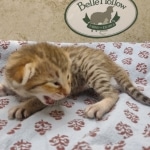F-4SBT-female-savannah-kitten-a-Copy