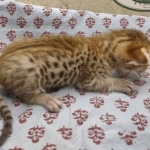 F-4SBT-female-savannah-kitten-b-Copy