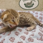 F-4SBT-female-savannah-kitten-c