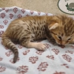 F-4SBT-female-savannah-kitten