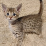 F-4sbt-female-kitten