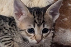 Savannah F-4SBT Female Kitten #3 DOB 11-24-25