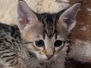 Savannah F-4SBT Female Kitten #3 DOB 11-24-25