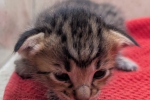 Savannah F-4SBT Female Kitten #3 DOB 11-24-25